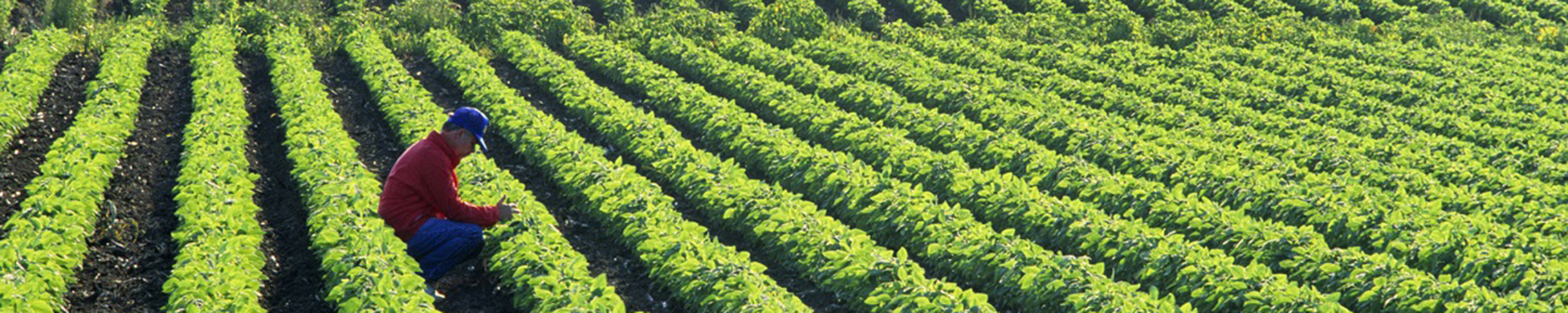 Farmer in fields