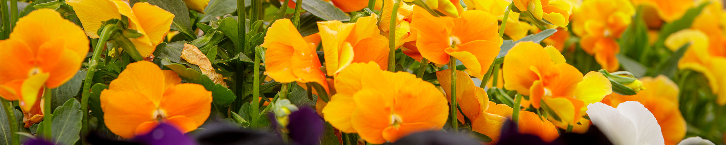 Orange flowers