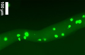 3D Bioprinting of Microcapillaries for Tissue Models